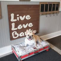Beautifully groomed happy dog